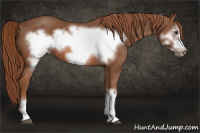 Horse Color:Liver Chestnut Frame 