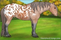 Horse Color:Bay Appaloosa 