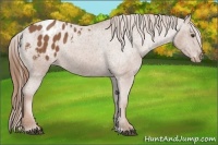 Horse Color:Chestnut Appaloosa 