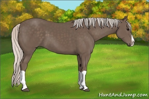 Horse Color:Silver Black Splash 