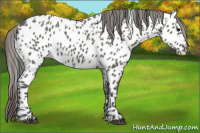 Horse Color:Brown Dun Near Leopard 