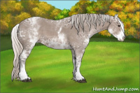 Horse Color:White Spotted Silver Black Ice Sabino 