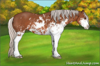 Horse Color:Silver Bay Sabino