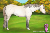 Horse Color:Gray Buckskin Dun Appaloosa 