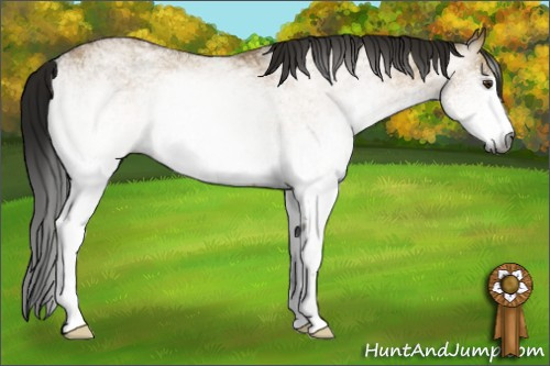 Horse Color:Gray White Spotted Buckskin Dun 