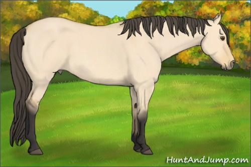 Horse Color: Buckskin Dun 