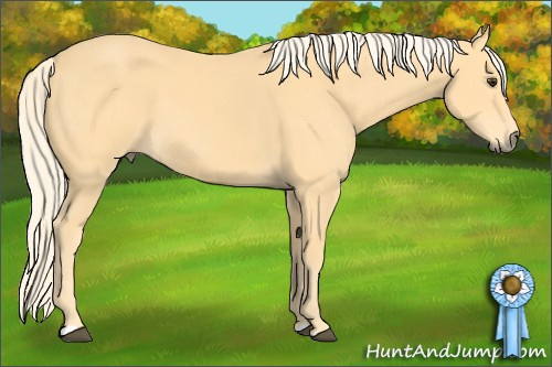 Horse Color: Palomino 