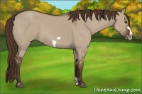 Horse Color:Liver Red Dun Frame 
