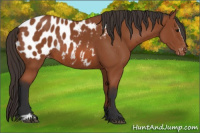Horse Color:Bay Sabino Near Leopard Rabicano 