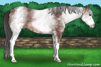 Horse Color:White Spotted Bay 