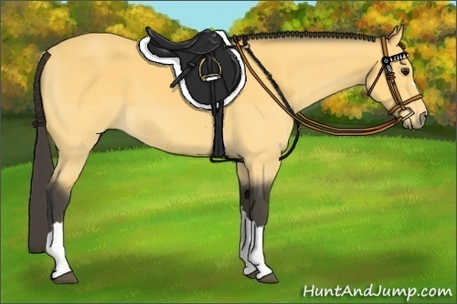 Horse Color:Buckskin 