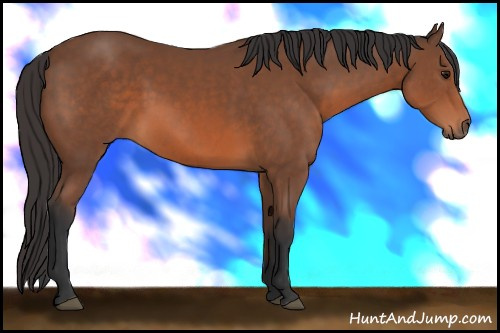 Horse Color: Bay Sabino 