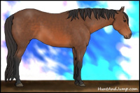 Horse Color:Bay Sabino 