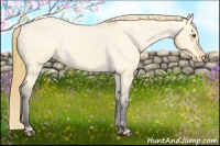 Horse Color:Buckskin Dun Sabino Appaloosa 