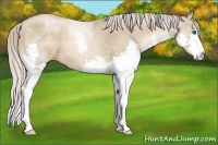 Horse Color:White Spotted Chocolate Palomino Pearl Splash