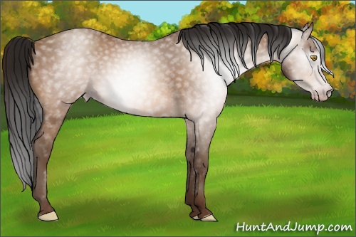 Horse Color:Gray Amber Champagne 