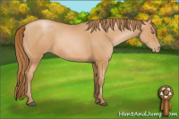 Horse Color:Bay Pearl