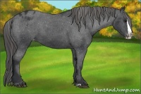 Horse Color:Black Splash Appaloosa 