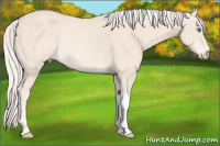 Horse Color:Cremello Rabicano