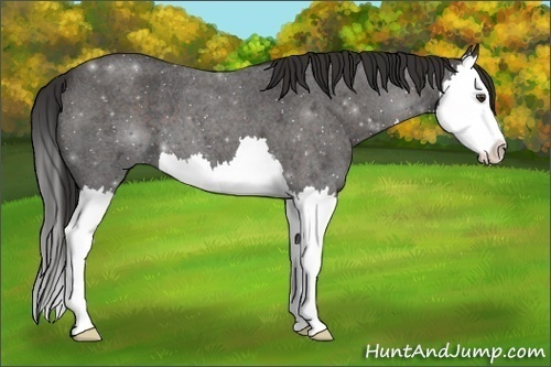 Horse Color: Unknown 
