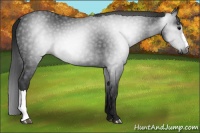 Horse Color:Gray Black 