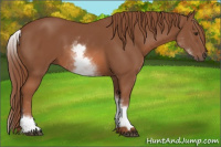Horse Color:White Spotted Chestnut Sabino 