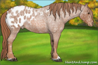 Horse Color:Liver Red Ice Roan Sabino Appaloosa