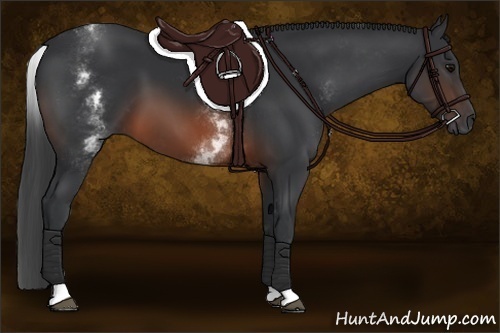 Horse Color:White Spotted Brown 
