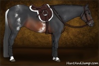Horse Color:White Spotted Brown 
