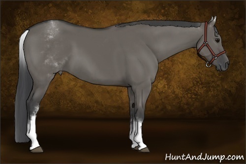 Horse Color:White Spotted Grullo