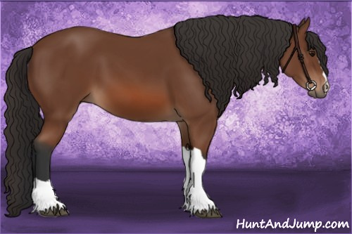 Horse Color: Bay 