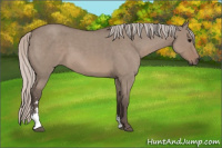 Horse Color:Unknown 