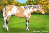 Horse Color:White Spotted Silver Buckskin 