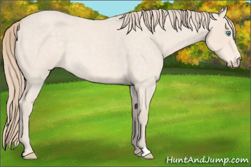 Horse Color: Perlino Roan Sabino 