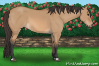 Horse Color:Bay Dun