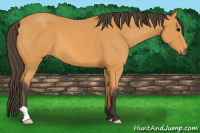 Horse Color:Buckskin 
