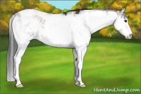Horse Color:Bay Sabino 