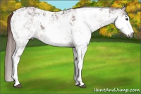Horse Color:Gray Chestnut Sabino