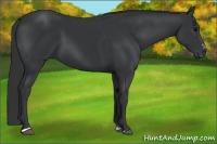 Horse Color:Black Sabino 