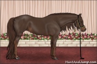 Horse Color:Liver Chestnut Rabicano 