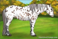 Horse Color:Bay Appaloosa 