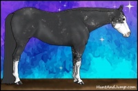 Horse Color:Black Sabino 