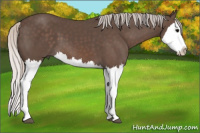 Horse Color:Silver Black Splash