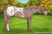 Horse Color:Chestnut Appaloosa