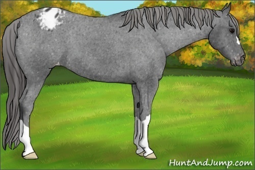 Horse Color: Black Blanket 