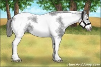 Horse Color:White Spotted Black Splash Tobiano Frame Varnish 
