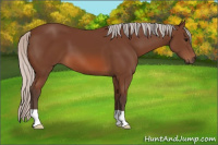 Horse Color:Silver Bay 
