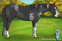 Horse Color:White Spotted Black Splash