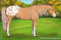 Horse Color:Palomino Sabino Blanket Rabicano 