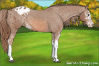 Horse Color:Chestnut Sabino Appaloosa 